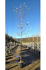 Populus Alba C50 Lit. Na Steblu 200 cm; 10/12 cm (ZEL)