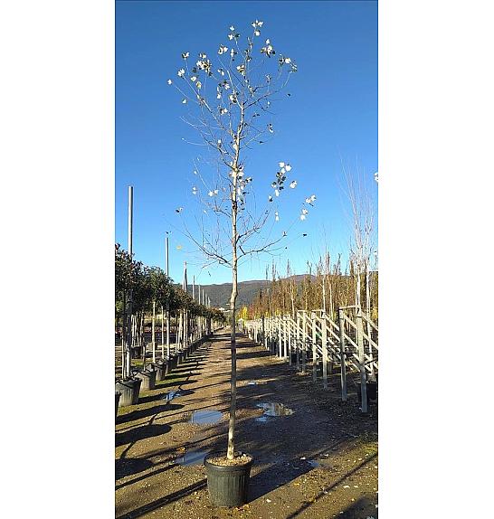 Populus Alba C50 Lit. Na Steblu 200 cm; 10/12 cm (ZEL)