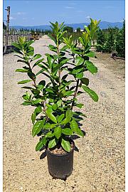 Prunus Laurocerasus Novita C3 Lit. 80-100 cm (ZEL)
