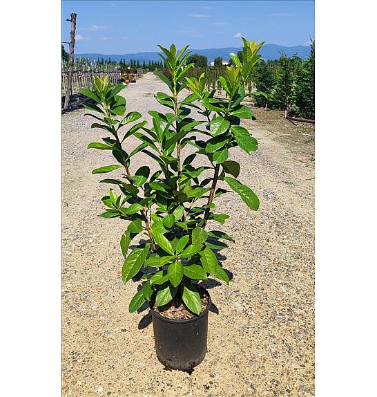Prunus Laurocerasus Novita C3 Lit. 80-100 cm (ZEL)