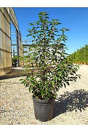Prunus Lusitanica Angustifolia C10 Lit. 80-100 cm (ZEL)