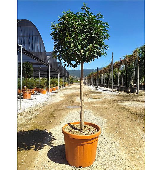 Prunus Lusitanica Angustifolia C50 Lit. Na Steblu 100 cm 12/14 cm Krošnja 60/80 cm (ZEL)