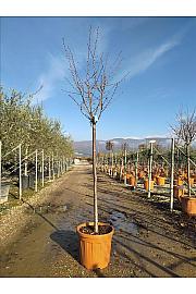 Prunus Nipponica Brillant C25 Lit. Na Steblu 100 cm; 10/12 cm (ZEL)