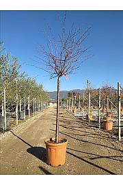 Prunus Nipponica Ruby C25 Lit. Na Steblu 100 cm; 10/12 cm (ZEL)