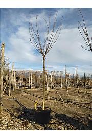 Prunus Serr. Kanzan  C160 Lit. Na Steblu 200 cm; 20/25 cm (ZEL)