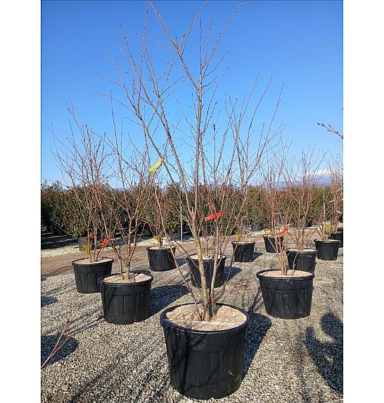 Prunus X Yedoensis C110 Lit. 250-300 cm; Večstebelni (ZEL)