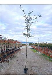 Quercus Ilex C10 Lit. 200-250 cm (ZEL)