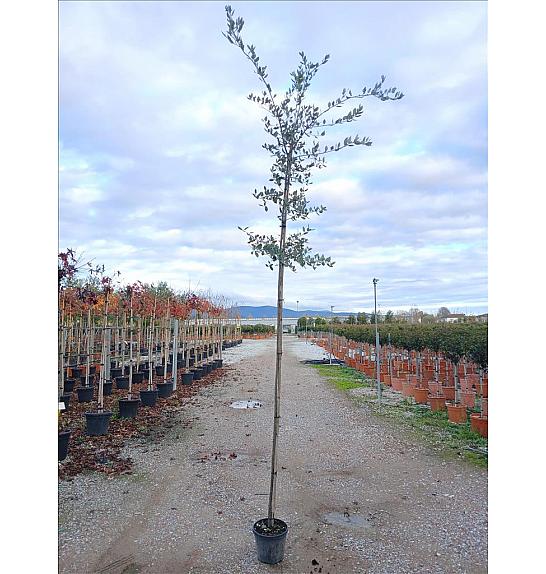 Quercus Ilex C10 Lit. 200-250 cm (ZEL)