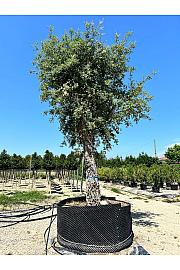 Quercus Suber C500 Lit. Na Steblu 200 cm; 100/110 cm (ZEL)