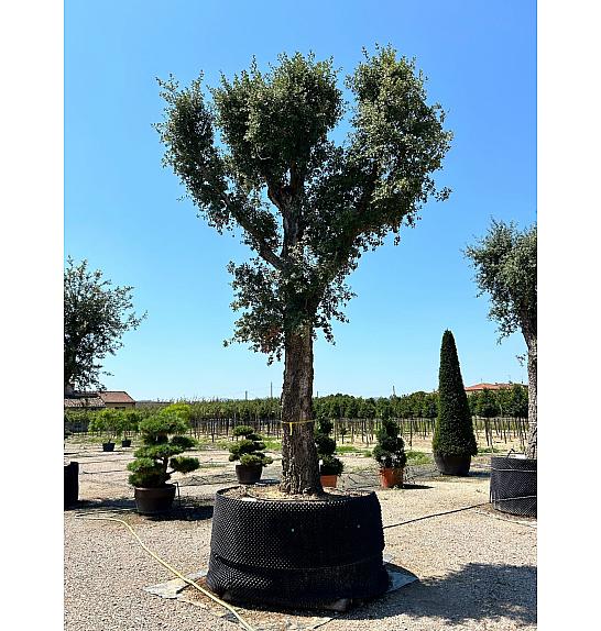 Quercus Suber C500 Lit. Na Steblu 200 cm; 110/120 cm (ZEL)
