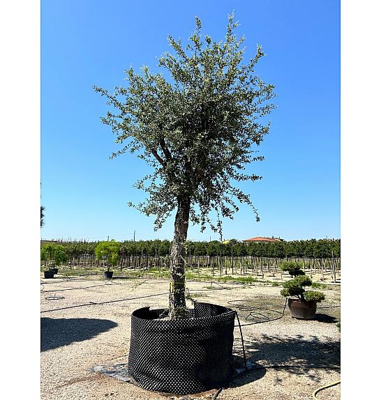 Quercus Suber C500 Lit. Na Steblu 200 cm; 70/80 cm (ZEL)