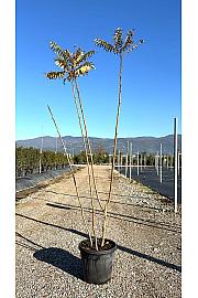 Rhus Typhina C18 Lit. 150-175 cm (ZEL)