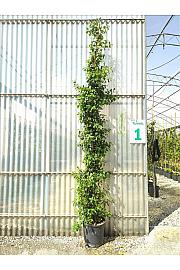 Rhyncospermum (=Trachelosperum) Jasminoides C18 Lit. 250-300 cm (ZEL)