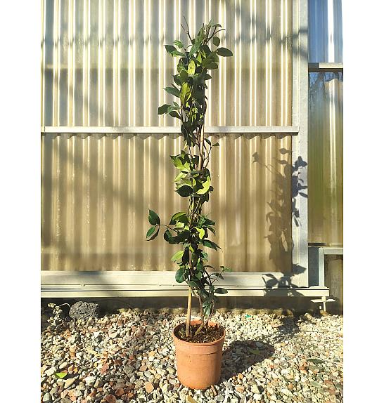 Rhyncospermum (=Trachelosperum) Jasminoides C2 Lit. 80-100 cm (ZEL)