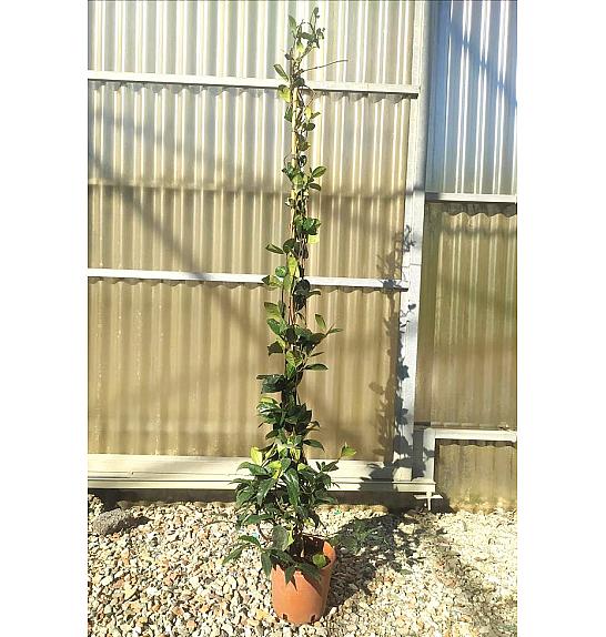 Rhyncospermum (=Trachelosperum) Jasminoides C3 Lit. 125-150 cm (ZEL)