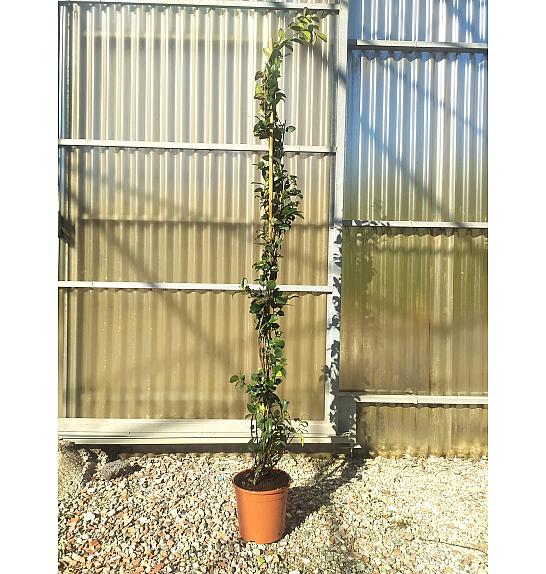 Rhyncospermum (=Trachelosperum) Jasminoides C5 Lit. 150-175 cm (ZEL)