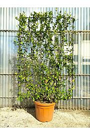 Trachelospermum Jasminoides C55 Lit. 150-175 cm; Špalir (ZEL)