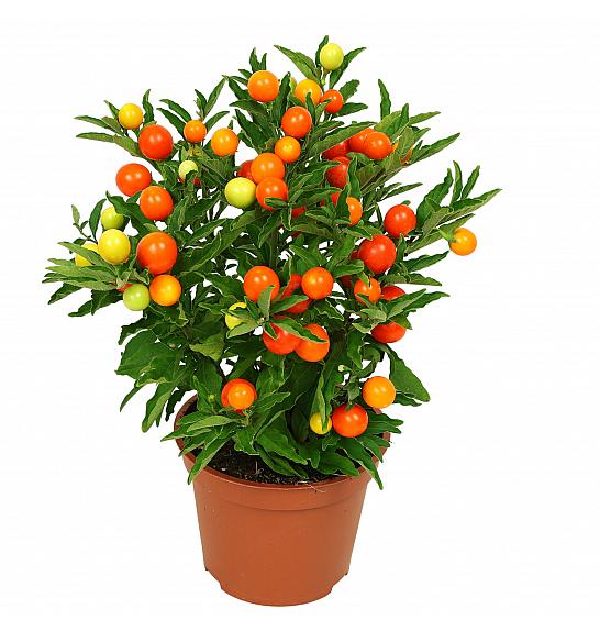 Solanum Pseudocapsicum Ø 12