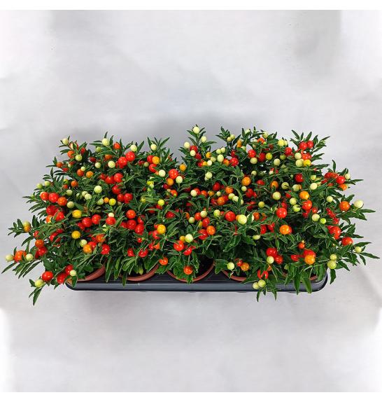 Solanum Pseudocapsicum Ø 12