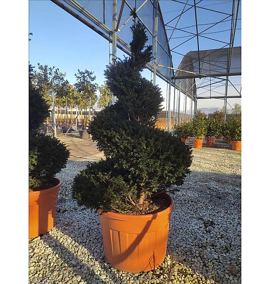 Taxus Baccata C150 Lit. 175-200 cm; Spirala (ZEL)