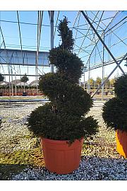 Taxus Baccata C180 Lit. 175-200 cm; Spirala (ZEL)