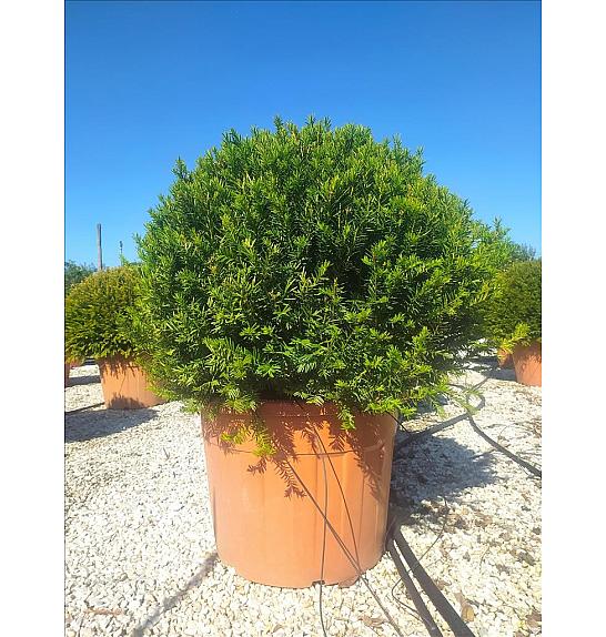 Taxus Baccata C90 Lit. Krošnja 90/100 cm Krogla (ZEL)