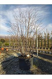 Tilia Tomentosa C375 Lit. 300-350 cm; Večstebelni (ZEL)