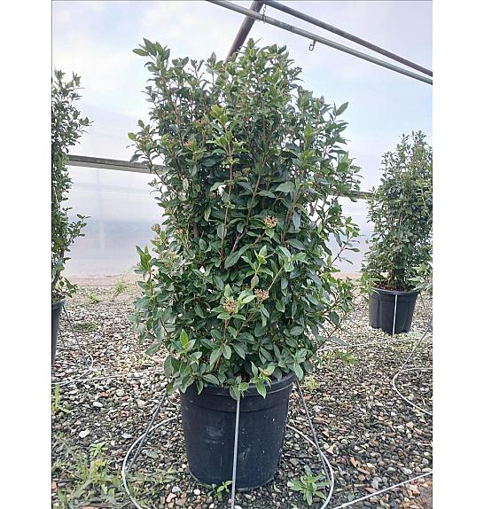 Viburnum Tinus Eve Price C27 Lit. 100-125 cm (ZEL)