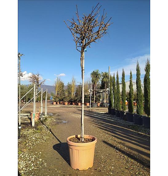 Wisteria Brach.Yokohama Fuji C35 Lit. Na Steblu 100 cm; 8/10 cm (ZEL)