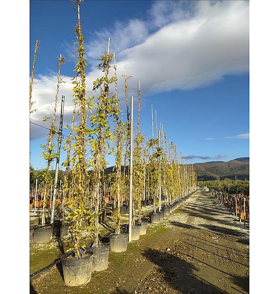 Wisteria Caroline C90 Lit. 500-600 cm (ZEL)