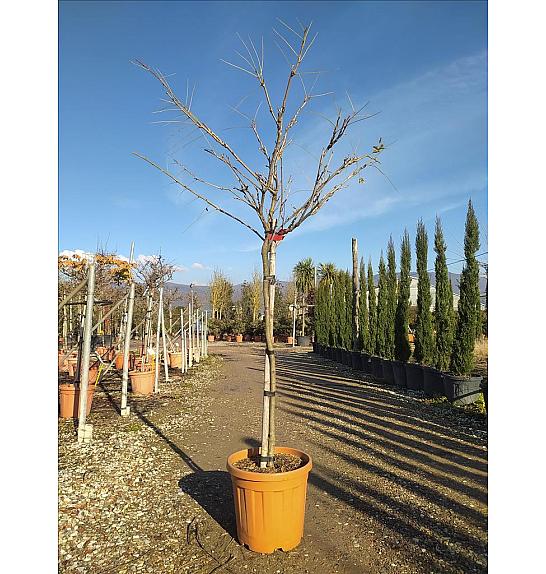 Wisteria Flor. Issai C25 Lit. Na Steblu 100 cm; 6/8 cm (ZEL)