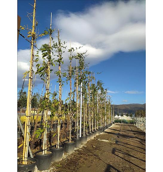 Wisteria Lavander Lace C90 Lit. 500-600 cm (ZEL)