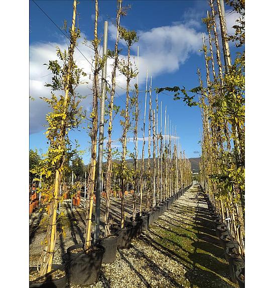 Wisteria Mercury C90 Lit. 500-600 cm (ZEL)