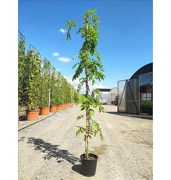 Wisteria Spp. In Cvs  C10 Lit. 200-250 cm (ZEL)