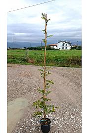 Wisteria Spp. In Cvs  C5 Lit. 200-250 cm (ZEL)
