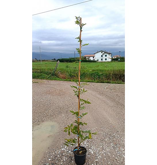 Wisteria Spp. In Cvs  C5 Lit. 200-250 cm (ZEL)