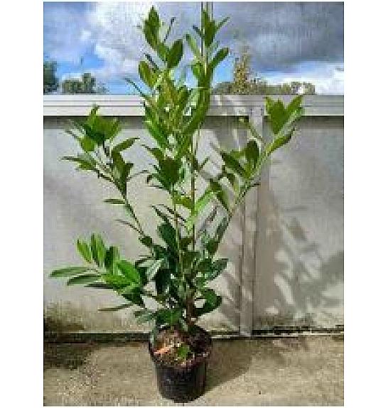 Prunus laurocerasus Caucasica C5 Lit. 80/+ cm