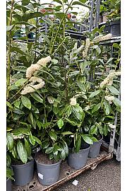 Prunus laurocerasus Novita C6 Lit. 100-125 cm