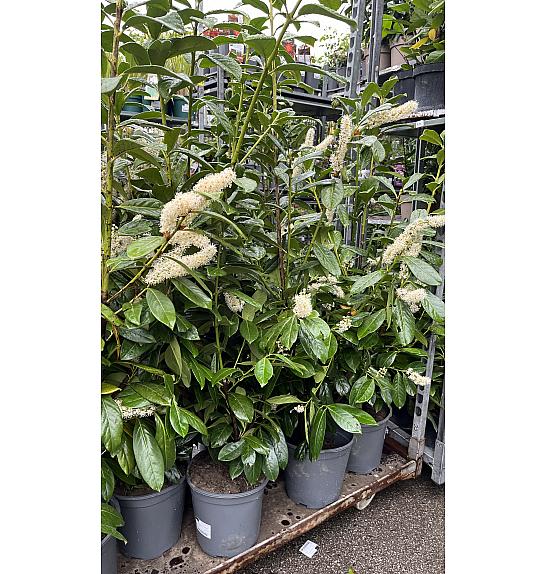 Prunus laurocerasus Novita C6 Lit. 100-125 cm