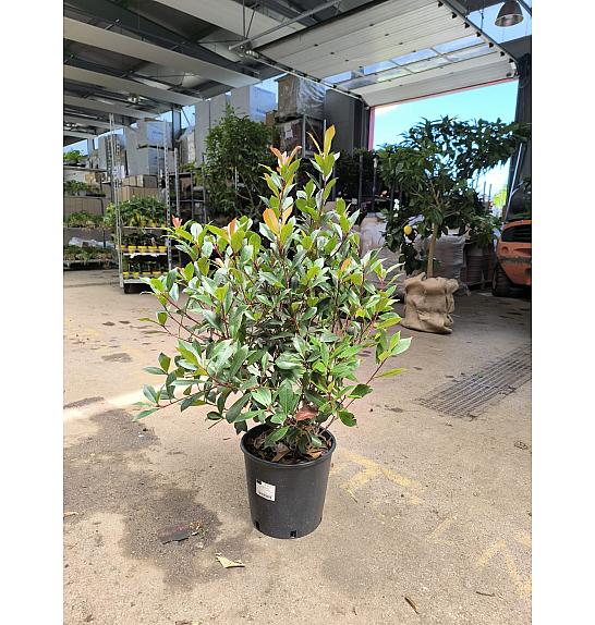 Photinia fraseri Robusta Compacta C10 Lit. 60-80 cm