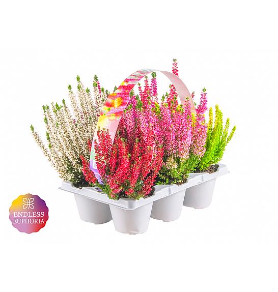 Calluna Beauty Ladies Endless Euphoria Ø 9 6 pack
