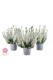 Calluna Beauty Ladies First Ladies Ø 10,5