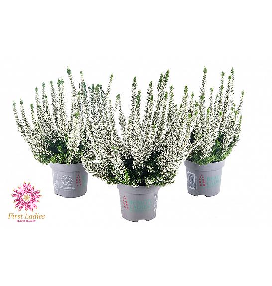 Calluna Beauty Ladies First Ladies Ø 10,5