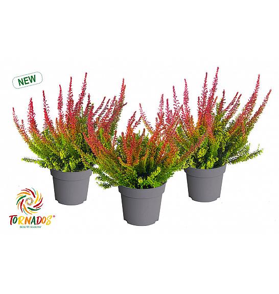 Calluna Beauty Ladies Tornados Ø 10,5
