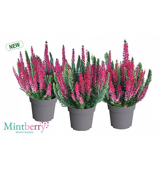 Calluna Beauty Ladies Mint Berry Ø 12