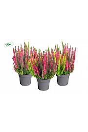 Calluna Beauty Ladies Colorado Lights Ø 12