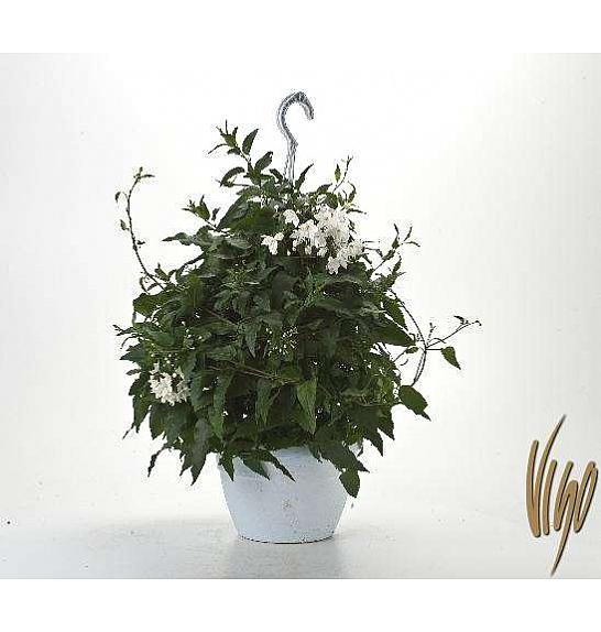 Solanum jasminoides Ø20 obešanka