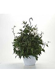 Solanum jasminoides Ø20 obešanka
