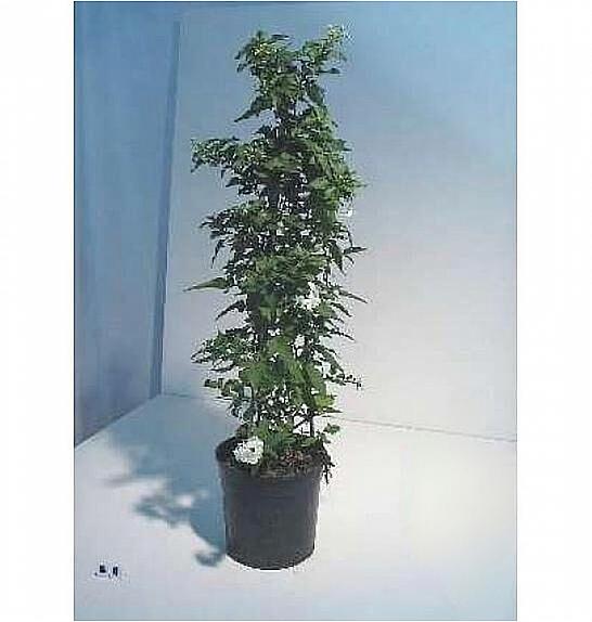 Solanum jasminoides Ø18 piramida