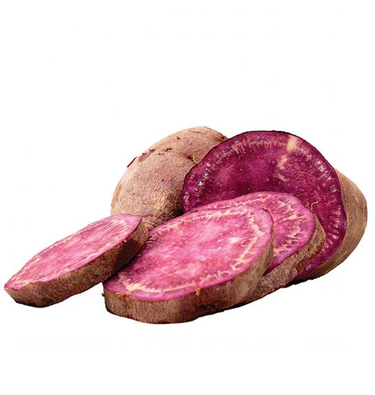 Sladki krompir Ipomoea batatas ''Sakura'' Ø10,5